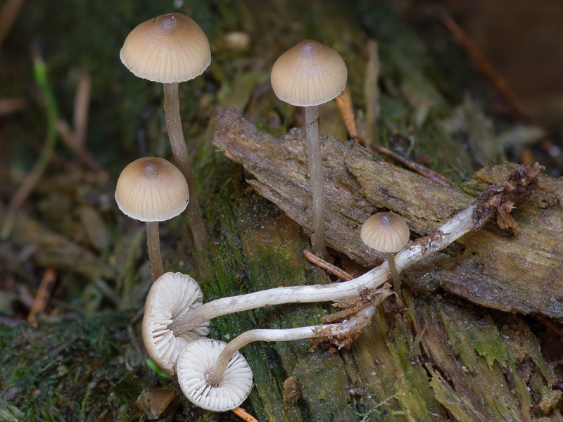 Tephrocybe tylicolor